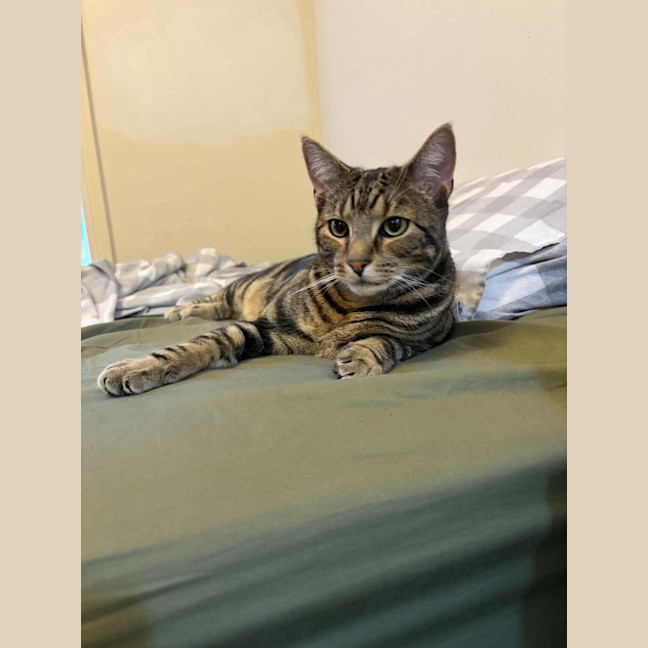 Photo of Simba   Assisted Rehome