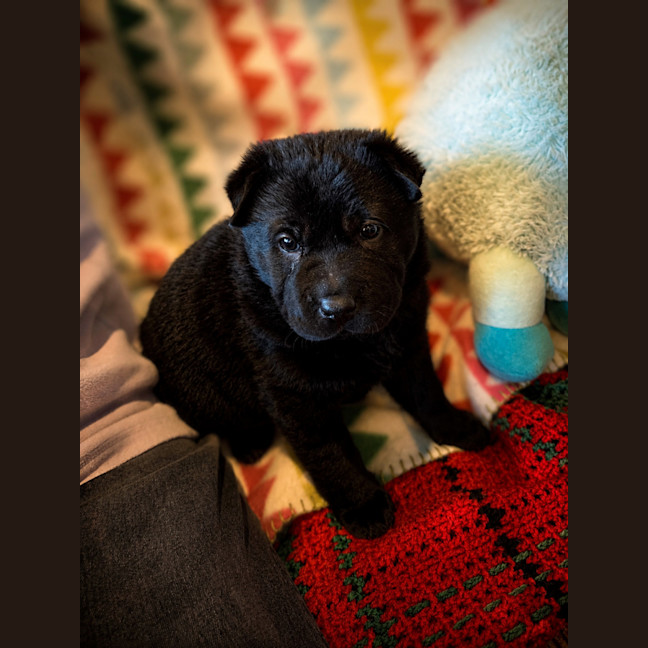 Photo of Stella