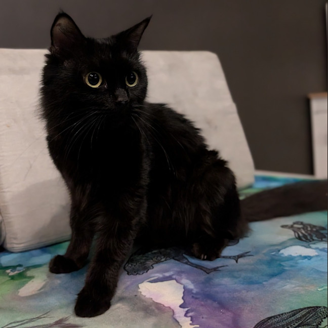 Photo of Velvet