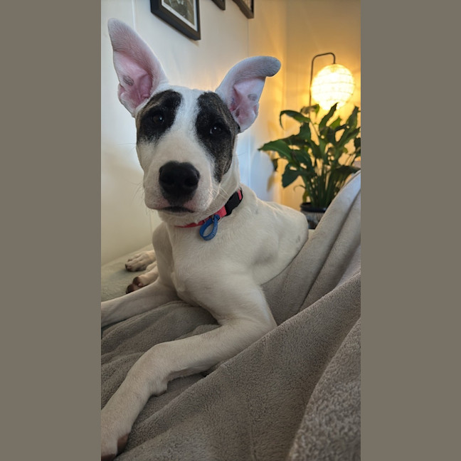 Photo of Suki