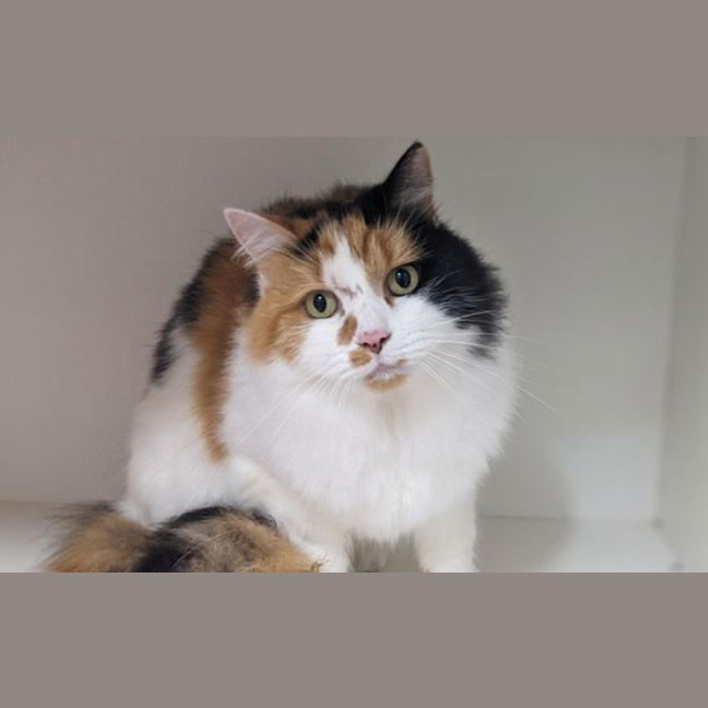 Photo of Gnocchi