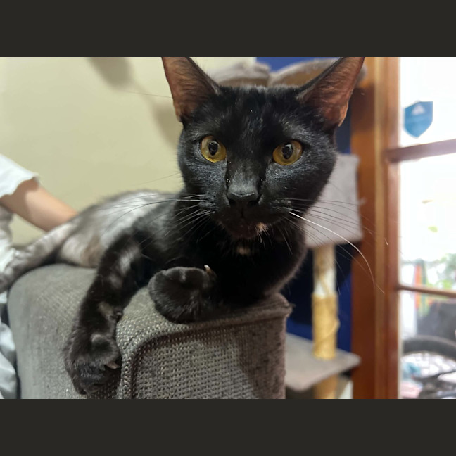 Photo of Ashniko