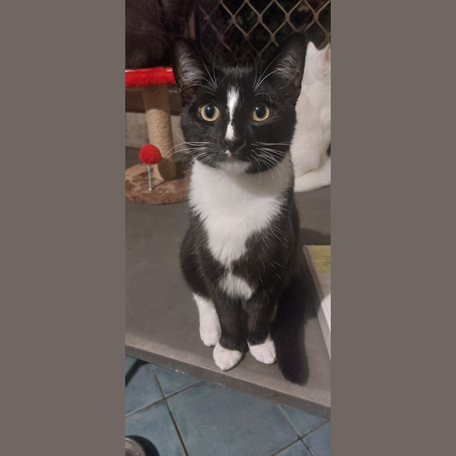 Photo of Checkers