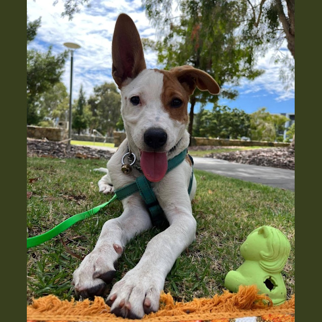Photo of Skye