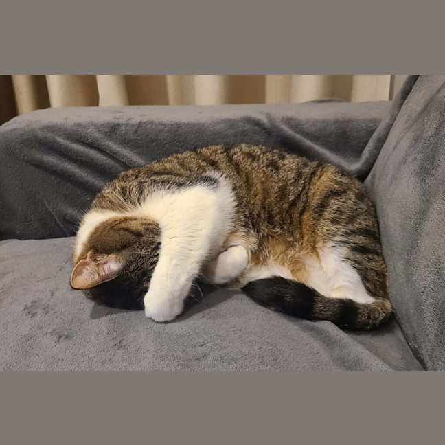 Photo of Poppi