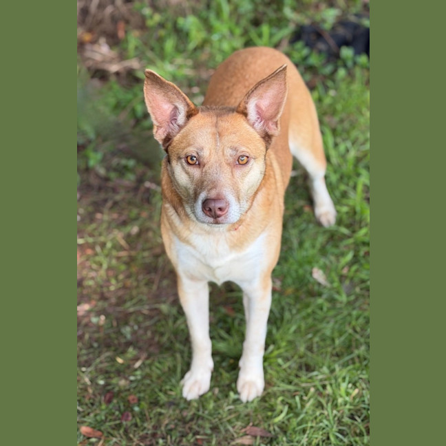 Photo of Chilli
