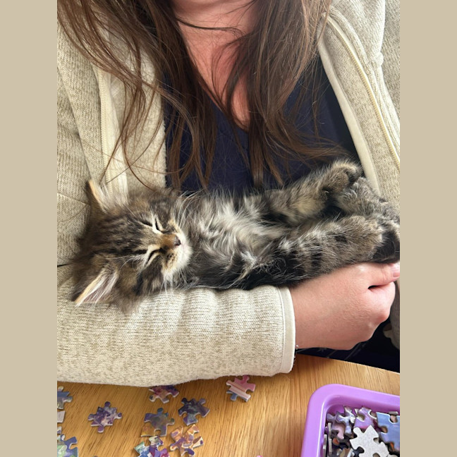 Photo of Lynx