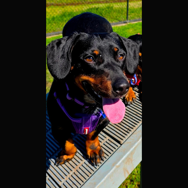 Photo of Kip   2 Year Old Cattle Dog X Dachshund