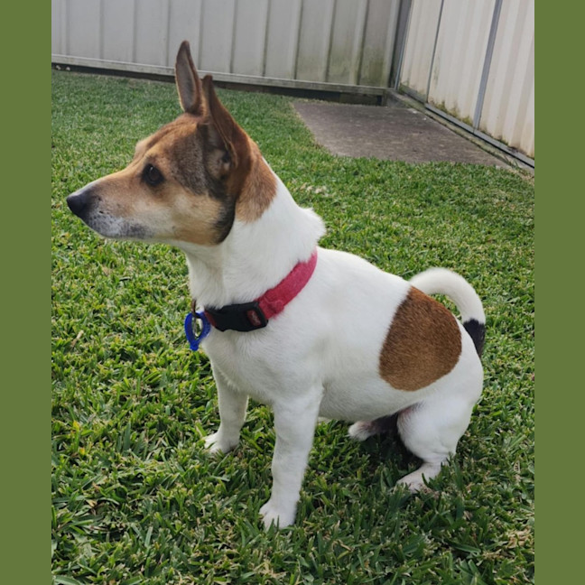 Photo of Tj   4 Year Old Jack Russell