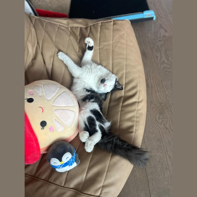 Photo of Mr Fancy Pants