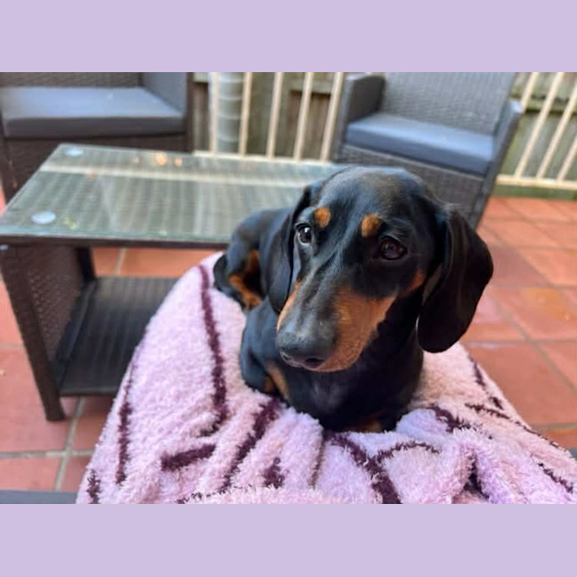 Photo of Molly
