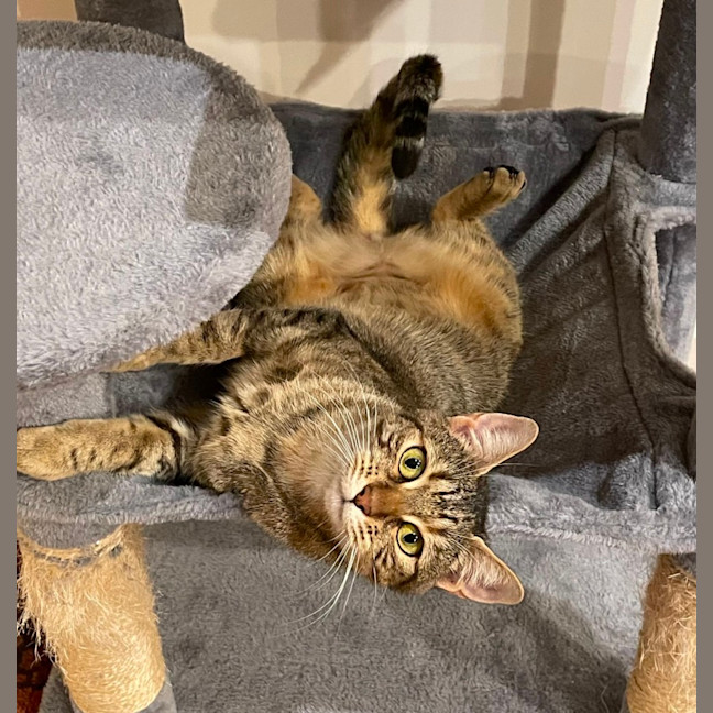 Photo of C1459 Celeste