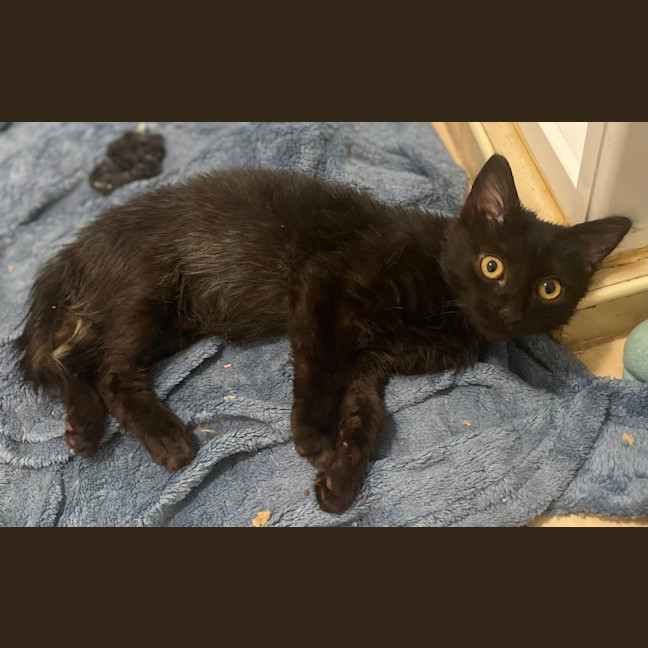 Photo of Smudge