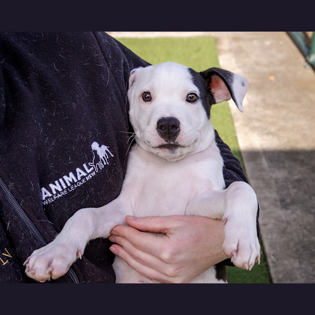 Photo of Fickelgruber