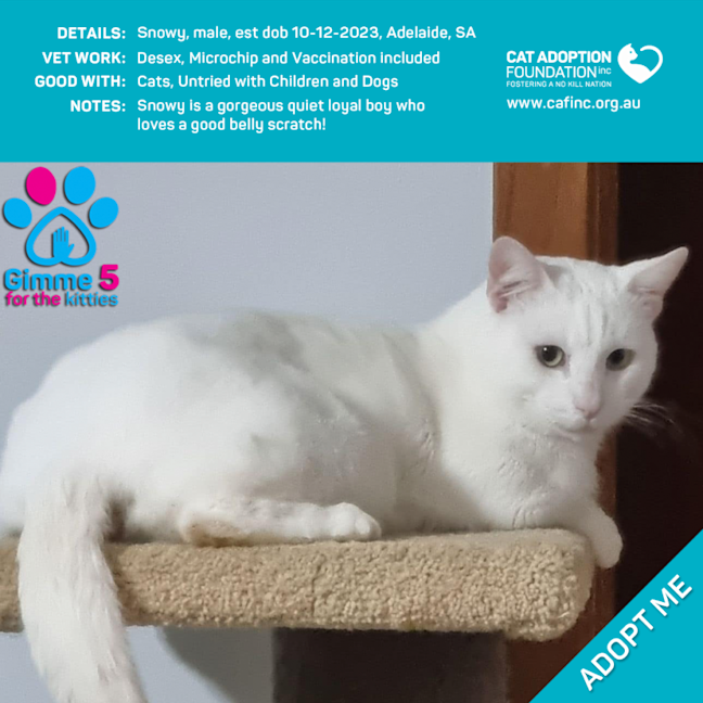 Photo of Snowy Just $50 Limited Time!