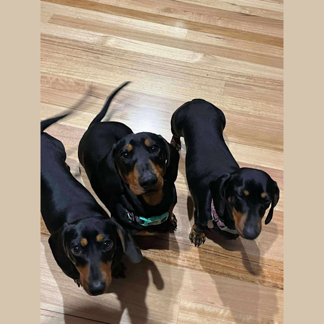 Photo of Frankie Elsie And Willow