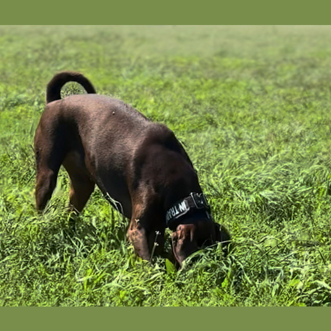 Photo of Ms E Von Dobermann