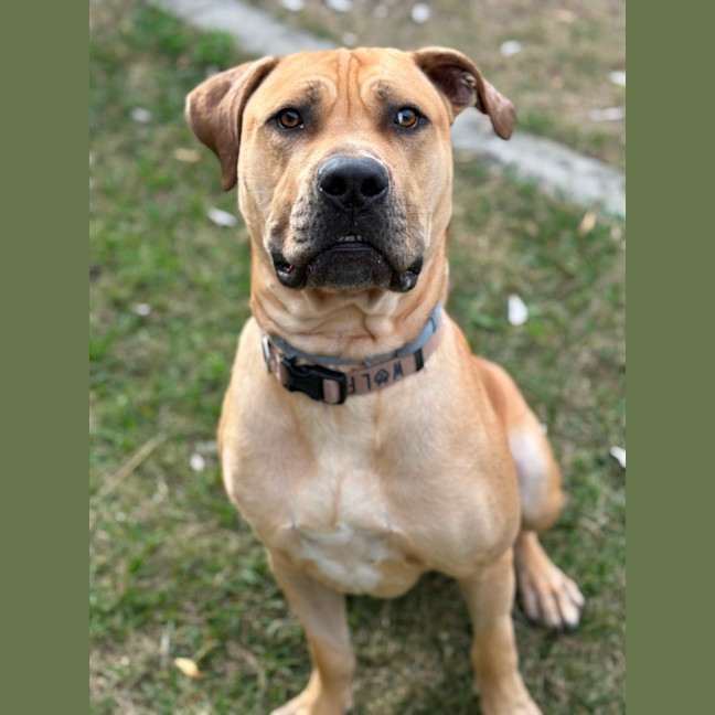 Photo of Tookie (9950)