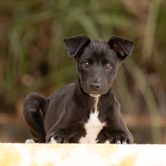 Photo of Boo