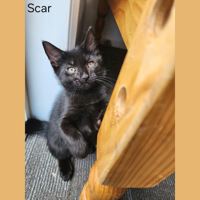 Photo of Scar