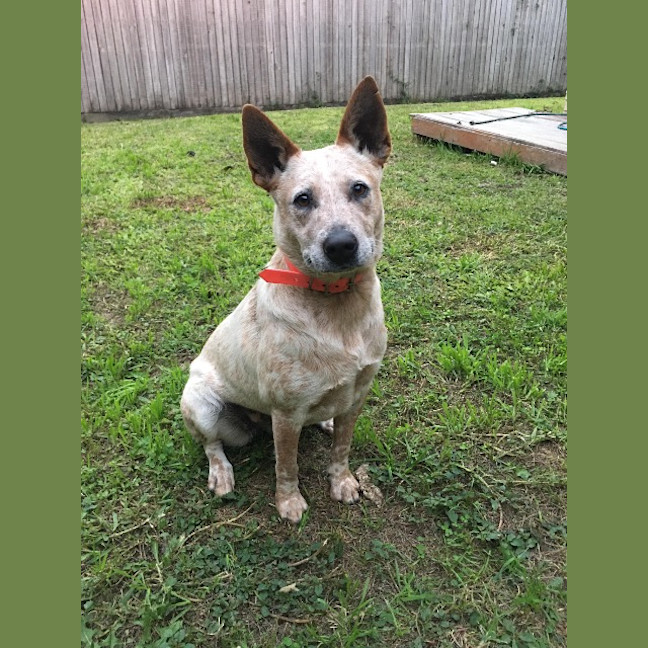 Photo of Dusty