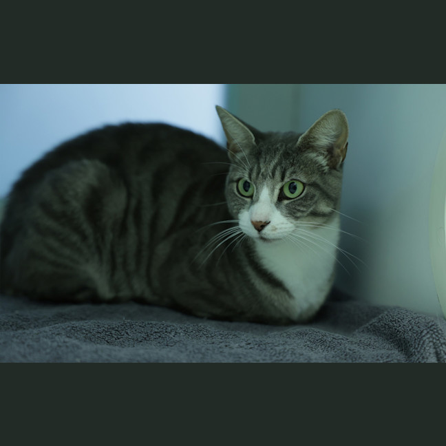 Photo of Kali