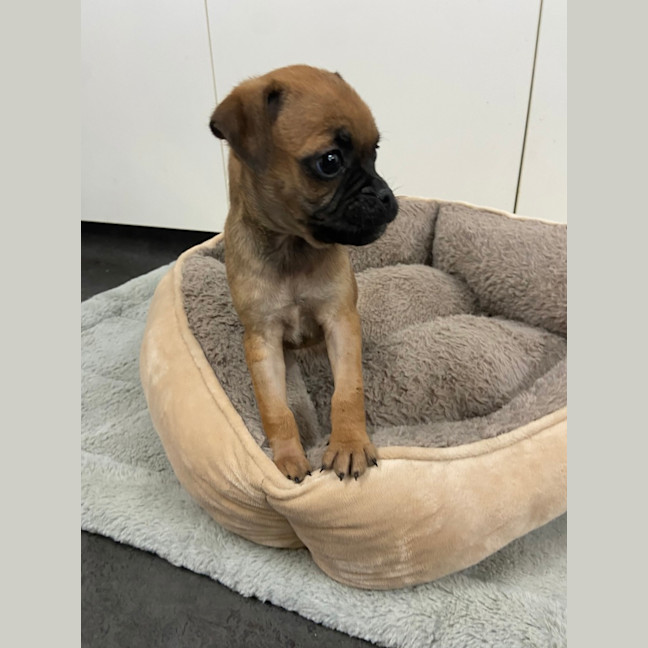 Photo of Olive