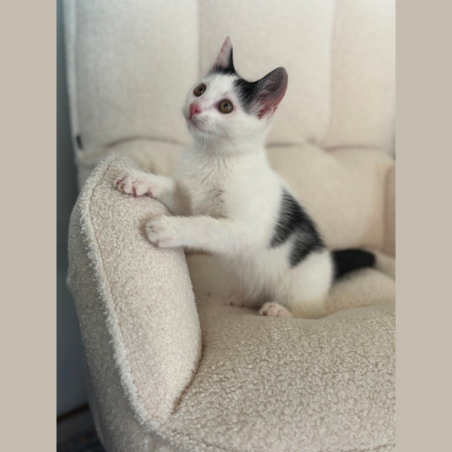 Photo of Bean 