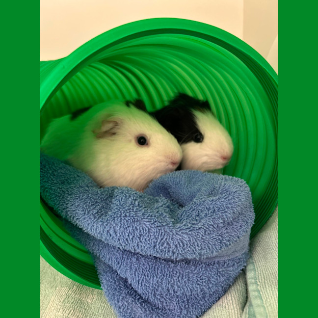 Photo of Kazoo & Trumpet