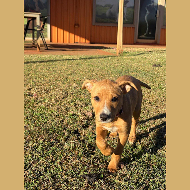 Photo of Sheeba