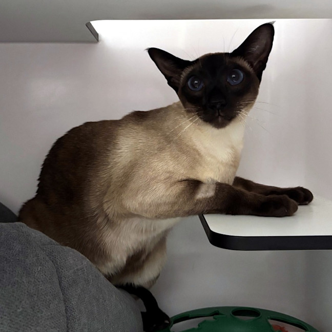 Photo of Stanley Sta013508