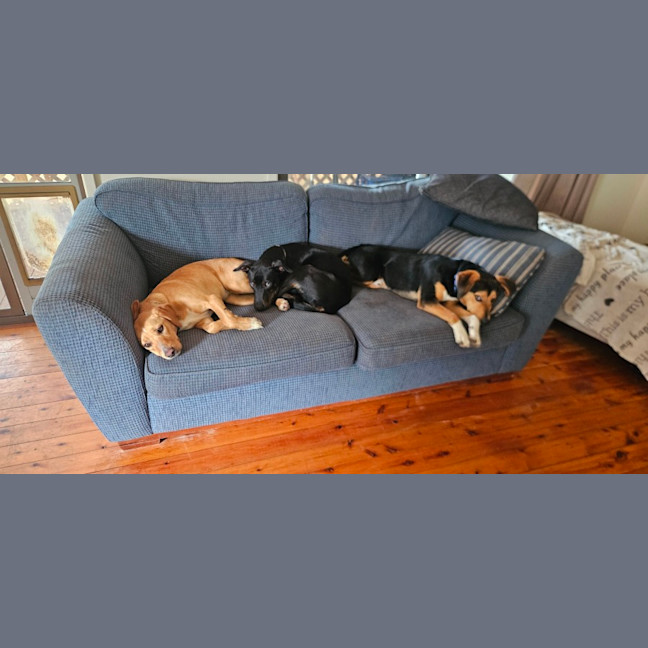 Photo of Lily   10 Month Old Beagle X Kelpie