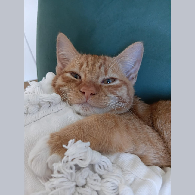 Photo of Snickers