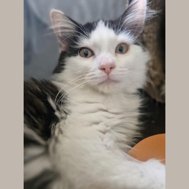 Photo of Sienna   Located In Wallan