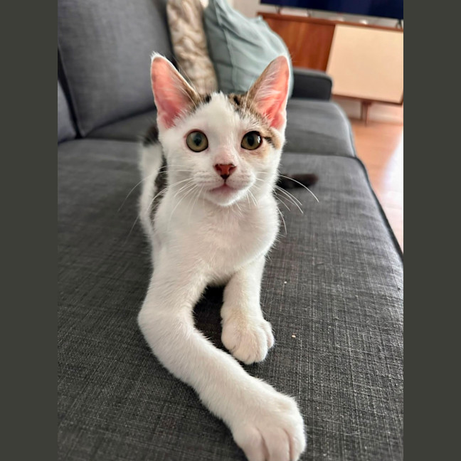 Photo of Major