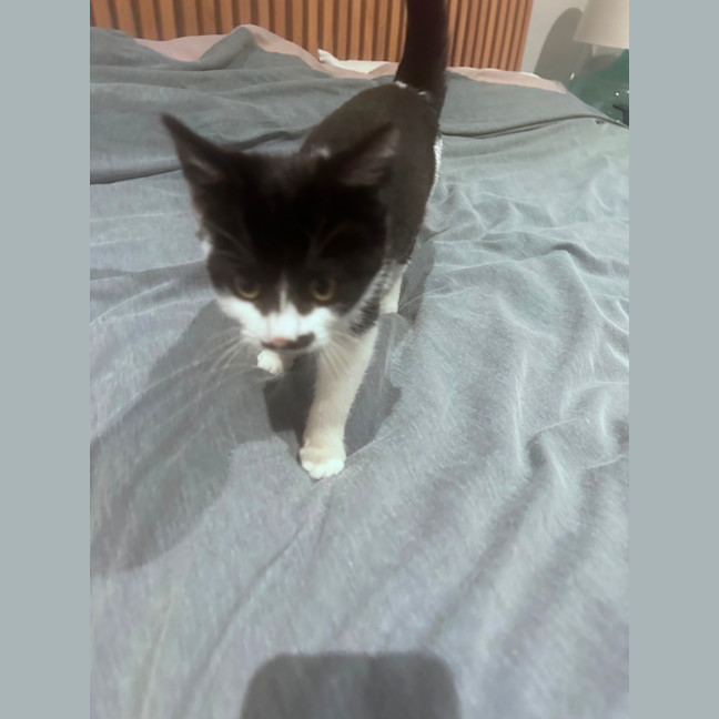Photo of Chaplina