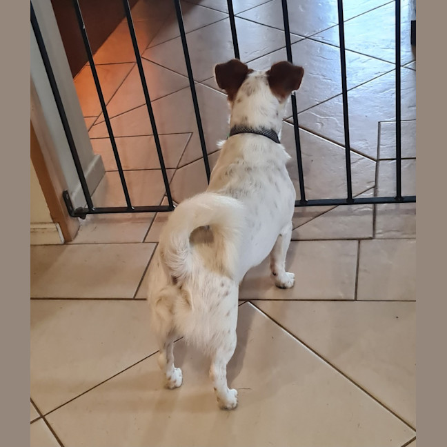 Photo of Dezman   4 Year Old Jack Russell Terrier