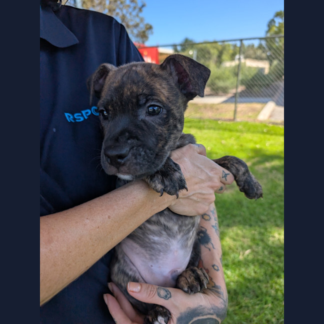 Photo of Cobalt