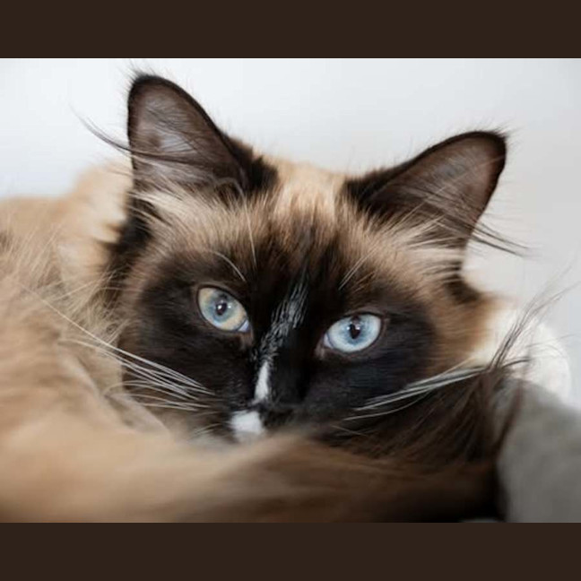 Photo of Scarlet