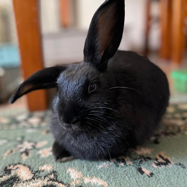 Photo of Rosy (W Summertime)