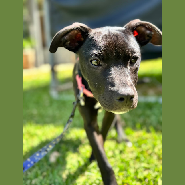 Photo of Blaze (Ex Lolly)