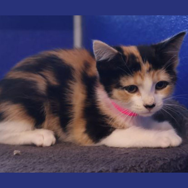 Photo of Clover 