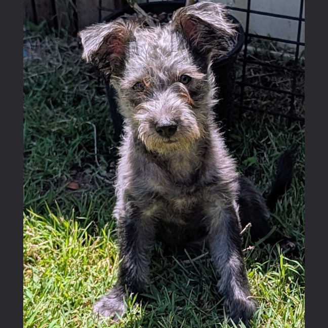 Photo of D1241 Licorice