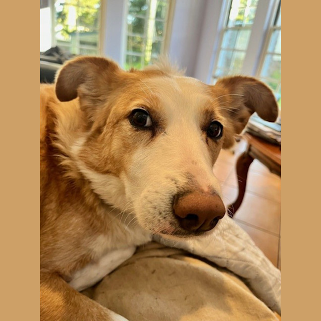 Photo of Chloe   5 Year Old Border Collie