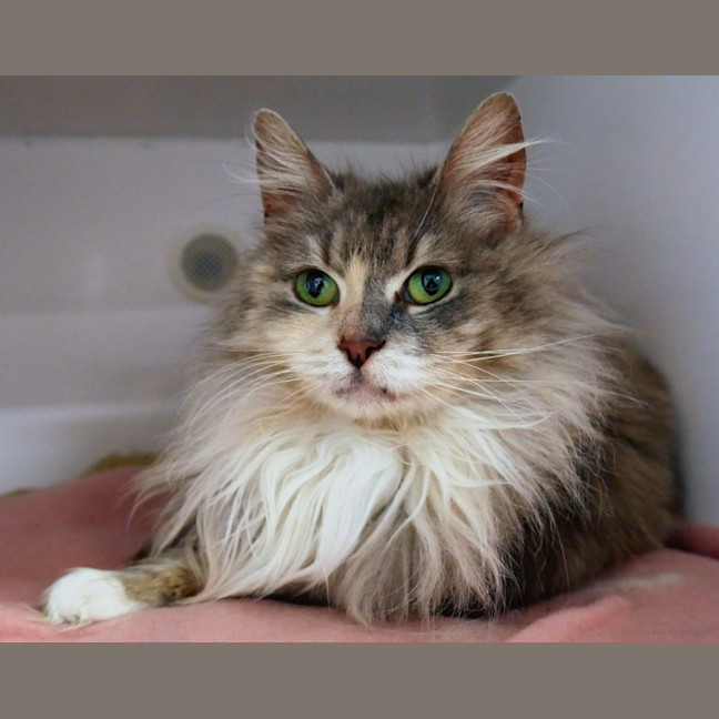 Photo of London Sta012877