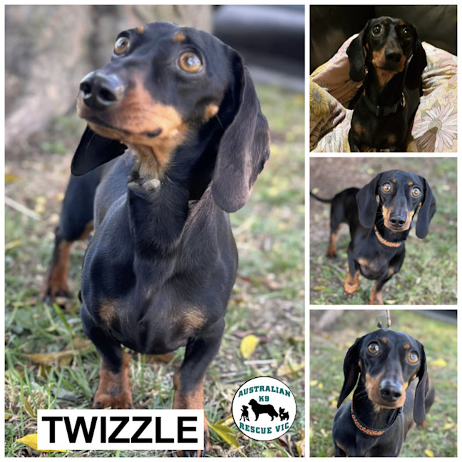 Photo of Twizzle 