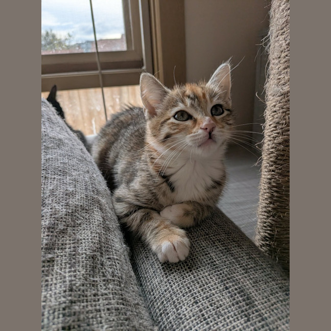 Photo of Viola