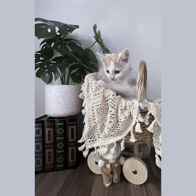 Photo of Peaches 🪷