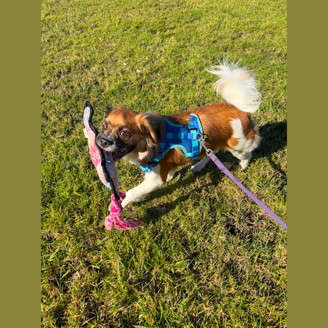 Photo of Chip