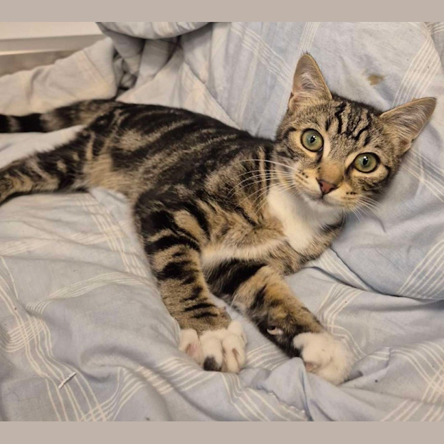 Photo of Purr Lock Holmes